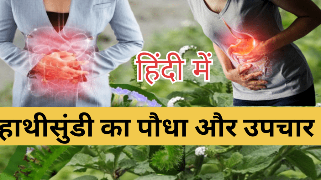 ayurveda medicine, herbal medicine, ayurvedic upchar,natural medicine,desi medicine ayurvedic treatment.for kidney stone,herbal remedy for liver disease,my upchar ayurveda cure,heart ayurveda medicine, ASO Titer upchar, piles care ayurvedic Medicine,hiv cure Medicine, hiv herbal Remedy, Natural medicne for TB