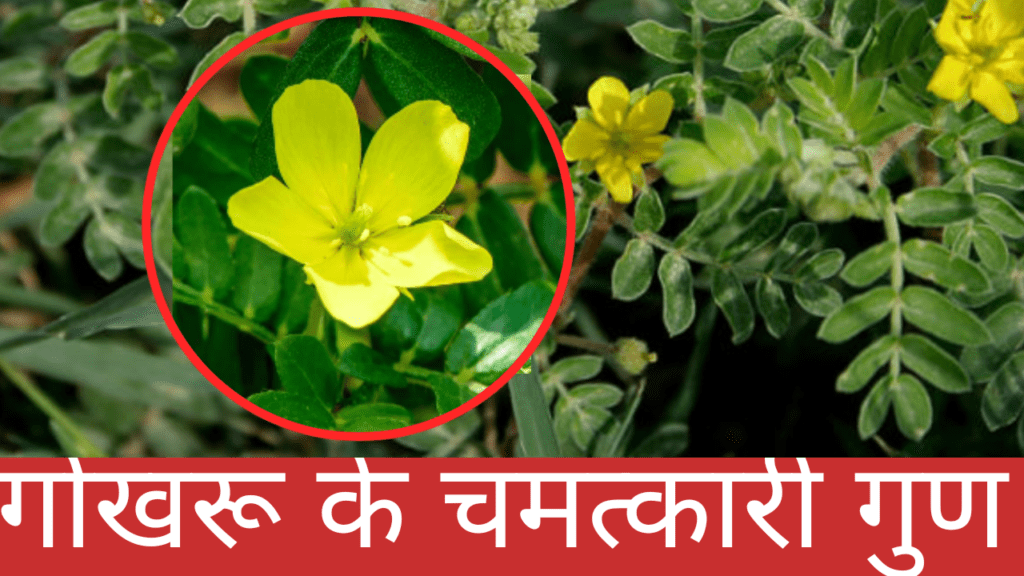ayurveda medicine, herbal medicine, ayurvedic upchar,natural medicine,desi medicine ayurvedic treatment.for kidney stone,herbal remedy for liver disease,